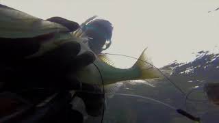 SPEARFISHING , PESCASUB in compagnia