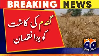 Big loss to wheat cultivation - Geo News