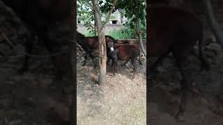 Donkey funny sex commentry Donkey funny sex commentry