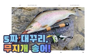 대물 무지개송어 낚시 #무지개송어 #rainbowtrout #cardinal33