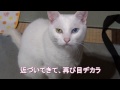 目ヂカラで訴える白猫ユキ！ white cat yuki wants to play