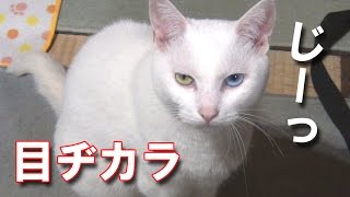 目ヂカラで訴える白猫ユキ！ White cat Yuki wants to play