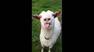 funny-goat licking (meme)