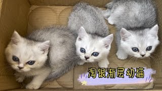 宠物猫银渐层的价格是多少？不妨来了解一下。