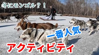 テレルジ川の一番人気のアクティビティ　「犬ぞり」