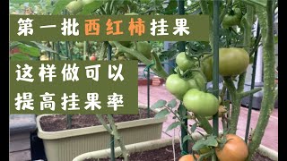 【西红柿种植全记录3】楼顶菜园第一批18颗西红柿挂果大丰收，分享经验教训，让你的番茄成串长吃不完！ [2021年西红柿种植过程全记录]