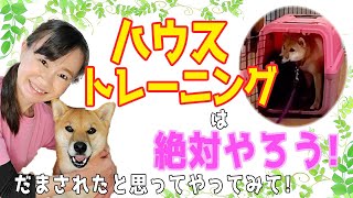 【柴犬・犬のしつけ】 クレートトレーニング（ハウストレーニング）をしよう！実演しています。