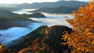 【滋賀の紅葉】滋賀・高島「小入谷の雲海」（2022年11月6日　滋賀県高島市）