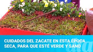 Cuidados del zacate en esta época seca, para que esté verde y sano