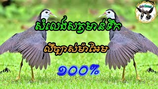 សំទ្បេងសត្វមាន់ទឹក | White-breasted Waterhen | Birds sound very good