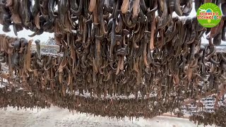 Amazing and Incredible Leech Farming in China. Largest Leech Farm in the World. Modern Agriculture