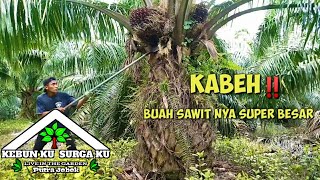 Kebun ini Tiada lawan‼️panen sawit costarica kelas petani malaysia over pruning#panensawit#costarica