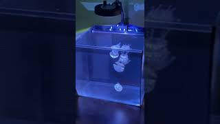 Pet Jellyfish In An Aquarium