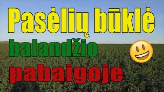 Pasėlių būklė balandžio pabaigoje