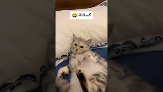 القط كسلان هههههه