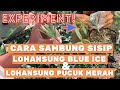 Cara sambung sisip Lohansung Blue Ice & Lohansung Pucuk Merah