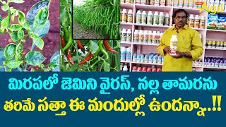 Organic Fertilizer for Chilli Plants | 9866534948, 9866902793 | మిరపలో జెమిని వైరస్..! Tone Agri