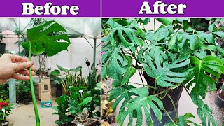 Monstera propagation | How to propagate a Monstera Deliciosa from a leaf?