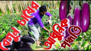 বেগুন চাষে আধুনিক প্রযুক্তি, কৃষকের মুখে হাসি || বিটি বেগুন || Modern Agri Technology of Brinjal ||