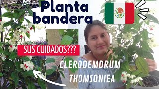 CUIDADOS de la PLANTA BANDERA🇲🇽//(Clerodemdrum thomsoniea)