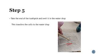 Staining Cheek Cell Foster