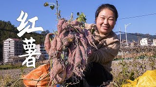 Sweet potato harvest, wife pick a bag to do sweet potato powder, when you can do a lot of food