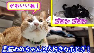 ＜2匹の猫通信＞ハッチとマックの「ほっこりライブ」黒猫めめちゃんと大好きな爪とぎ！かわいいね！2019 04 21　- Cat Live Stream in Japan - Cat Life TV