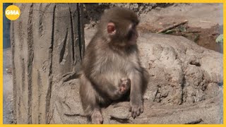 Up close with Punch the Monkey