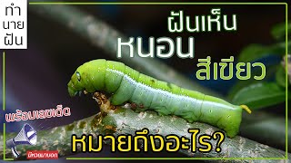 ทำนายฝัน ฝันว่าเห็นหนอนสีเขียว หมายถึงอะไร พร้อมเลขเด็ด ตำราโบราณ