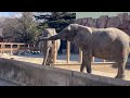 おやつをもらうキョウコちゃん🍌だけど道に💩が落ちてたよ！　2月10日 東武動物公園　アフリカゾウ