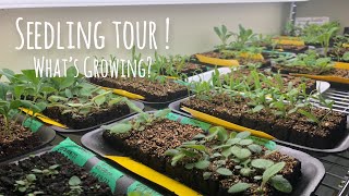 Seedling Tour - What’s growing in the grow room?!