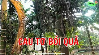 THĂM QUAN VƯỜN CAU TƠ ĐANG BÓI QUẢ | DN90 TV.