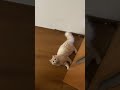 絶対にどかない猫 shorts 子猫