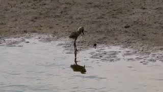 高蹺鴴(Black-winged Stilt)  育雛