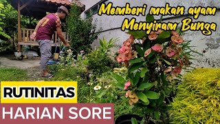 RUTINAN DI KANDANG GM FARM - PAGI, SIANG, SORE MEMBERI MAKAN AYAM, DLL