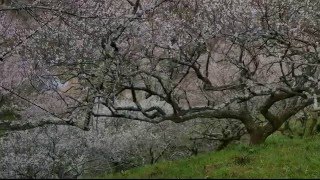 梅花のラビリンス（賀名生梅林）