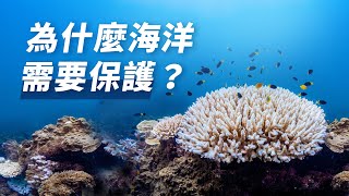 為什麼海洋需要保護？