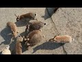 pv okunoshima magical camping 大久野島・マジカルキャンプ