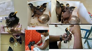 நான்கு மைனாக்கள் எங்களோடு வாழ்ந்த சில நாட்கள்|we rescued 4 baby mynas|how to rescue baby myna