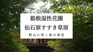 箱根湿性花園 仙石原すすき草原 神奈川県箱根町 2024年10月19日,26日