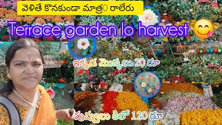 ఇక్కడ మొక్క 20 నుండి 100 మాత్రమే || #@kadiyam nursery # plants tour @S.P.Garden28199