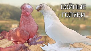 Узбекские бойные голуби! Двухчубые голуби. Tauben. Pigeons. Palomas. Pombos. 비둘기.