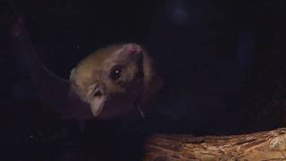 Egyptian Fruit Bats