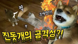 고양이가 공격했을 때 아기 진돗개의 놀라운(!!) 반응