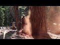 200ft + Tree Felling by expert logger In California Mountain Wilderness (HD) 200ft Jeff Pine