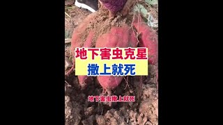 #地下害虫 撒上就死#今日三农爆款 #分享农业知识帮农民增产增收 #种植小技巧 #农业种植