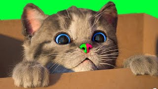 LITTLE KITTEN ADVENTURE - VIDEOS FOR TODDLERS AND LEARN - FUNNY CARTOON CAT TV (NURSERY RHYMES)