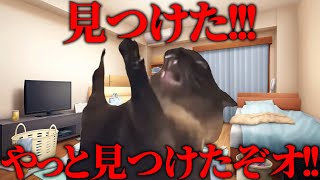 美大卒業するまでの話 学祭編【猫ミーム】#猫meme #猫マニ #猫ミーム