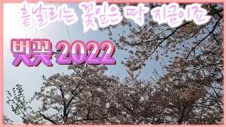 2022년 벚꽃 시즌이 끝나기 전에 꽃구경 vlog