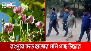 রংপুরে চাটনি খাওয়ার শখে নিষিদ্ধ আ  ফি  ম চাষ | DBC NEWS Special